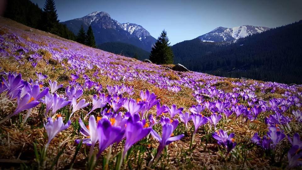 Chata Drevenica Габовка Экстерьер фото
